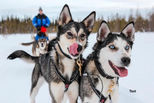 Arctic Resort Delight - image 13