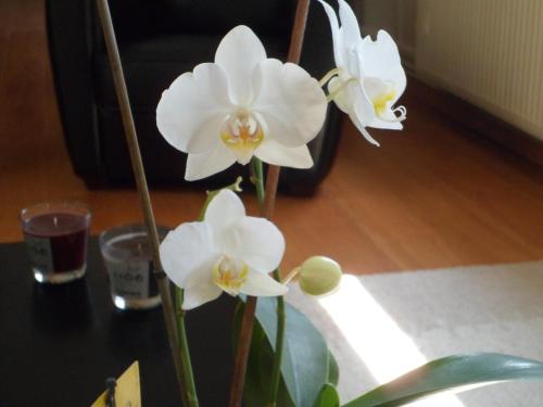 Chez Tatiana - image 2