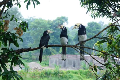 Baghmara Wildlife Resort