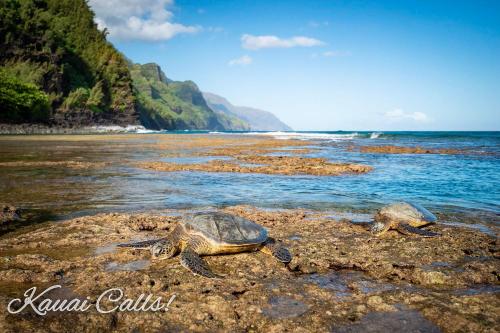 Waipouli Beach Resort Beautiful Luxury Ground Level Garden View AC Pool!