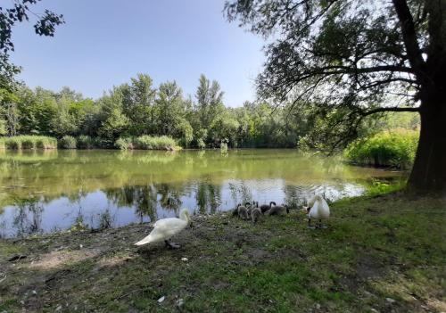  Cifrahidi Vendégház in Szalkszentmárton