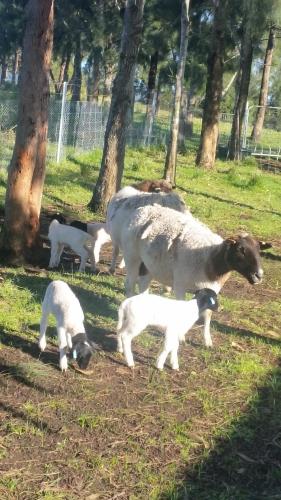 Walsh Farm Farmstay