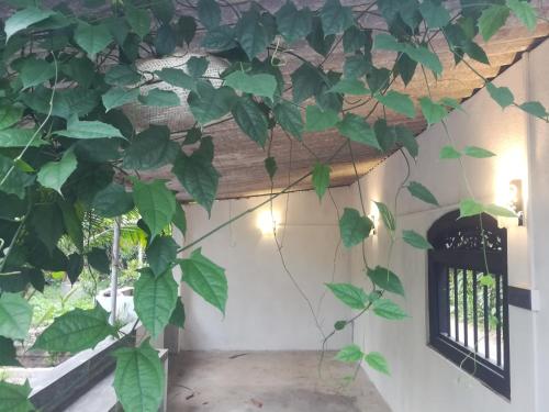 Ceylon Ramble Villa, Hikkaduwa (foto 6)