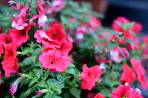 Noclegi16 - image 10