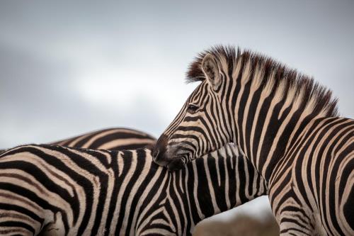 Bukela Game Lodge - Amakhala Game Reserve