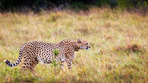 Bukela Game Lodge - Amakhala Game Reserve