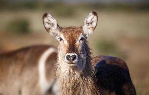 Bukela Game Lodge - Amakhala Game Reserve