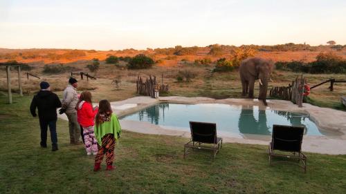 Hlosi Game Lodge - Amakhala Game Reserve