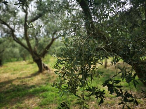 Agriturismo Bosco Magico