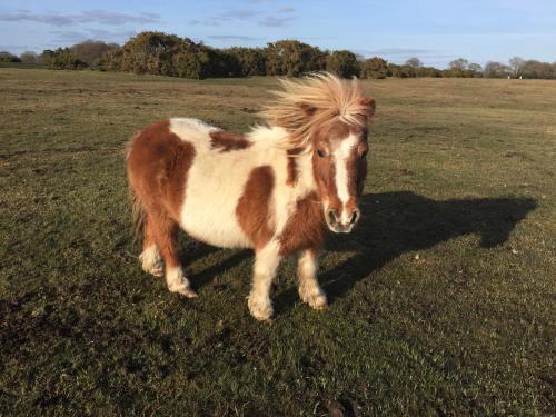 New Forest Brockenhurst in 布羅肯赫斯特