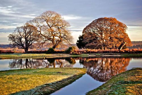 New Forest Brockenhurst in 布羅肯赫斯特