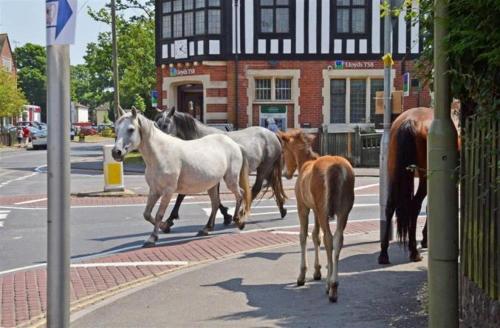 New Forest Brockenhurst in 布羅肯赫斯特