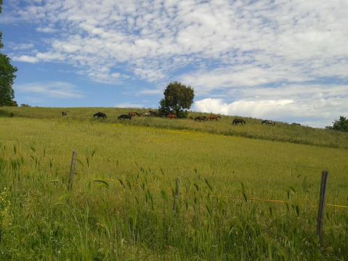  Glamping Essenza, Valpiana bei Casa SantʼEugenia