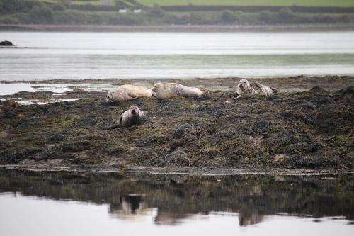 Seal Cabin