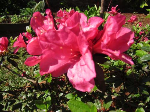 Azaleas Oberá Misiones en Oberá, Argentina - opiniones, precios | Planet of  Hotels