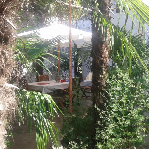 Palmera - image 11