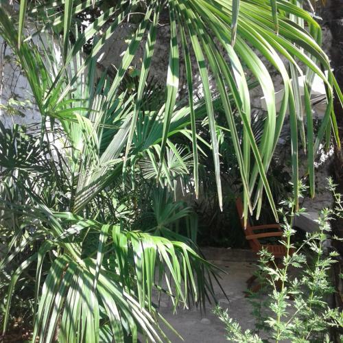 Palmera - image 12