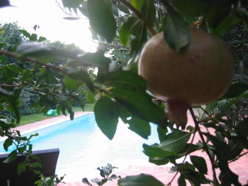 Al Melograno - Room & Breakfast - image 3