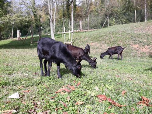 Càmping - Hotel rural La soleia d'Oix - image 4