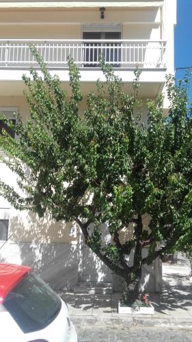  Κομοτηνη Α in Komotiní
