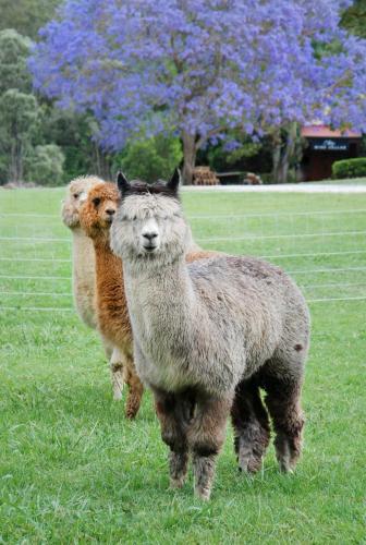 Canungra Valley Cottage in Hinterland