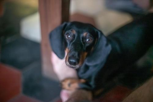 Ranjit's Svaasa Amritsar