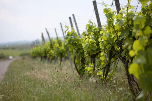 Weingut Schilling in Seinsheim, Deutschland