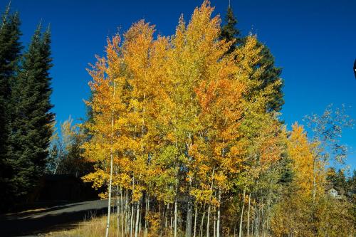 Aspen Village Golf Course Condo - Snowshoes - main image