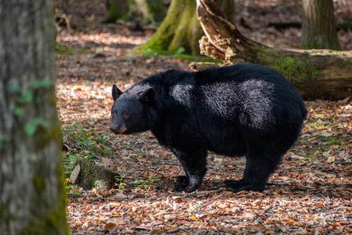 Smokies Sanctuary