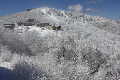 Sugar Ski 11-202