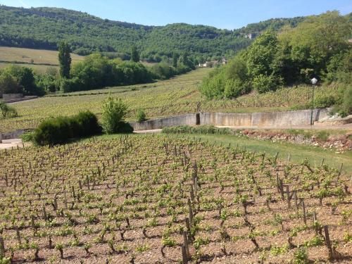 Au Pied des Vignes - image 4