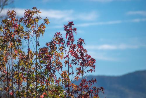 Barbie Ann's Hideaway Cabin