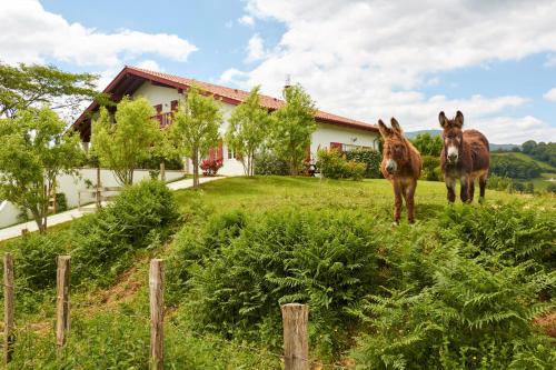 BaskoParadis I Eco-Gites I Calme I Vue I Ânes I Jardin I Montagne I Nature