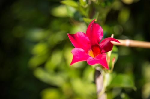 Hotel La Meridiana - image 6