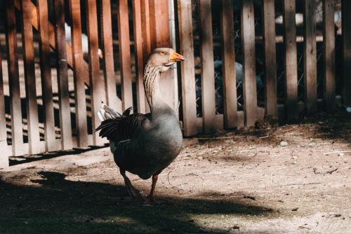 Hotel Kostelski Buk - image 3