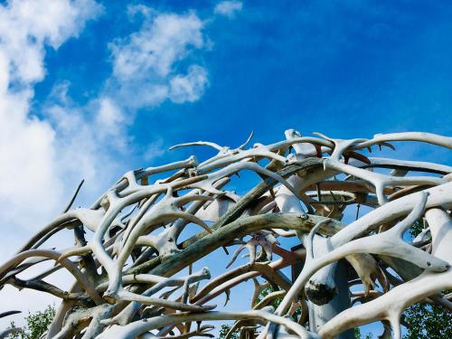 Wild Caribou Dome - image 3