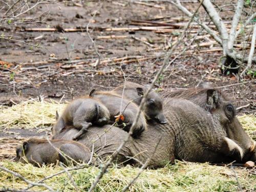 Bush & Beach Olifant