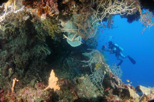 Sports and activities, Araya Dive Resort Togean in Tanjung Pude