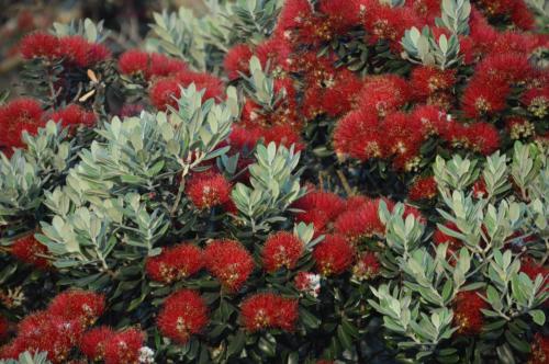 Foto - Bethells Beach Cottages
