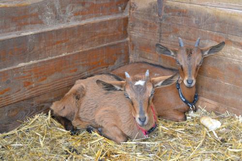 Gîte La Gernelle - image 3