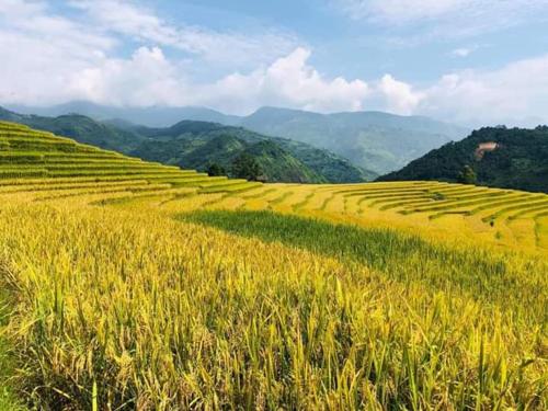 a field full of tall grass with a sky background, Truong Giang Homestay & Restaurant in Sapa