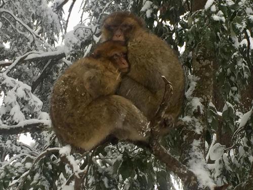 Atlas Crown - Chalet de luxe