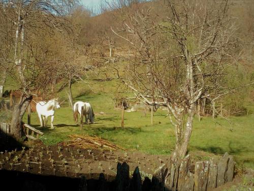  Abrigo Montesinho in Montezinho
