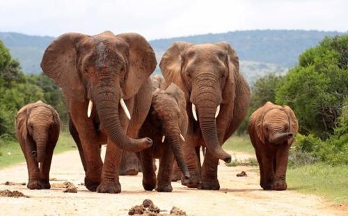Ndzalama Game Reserve
