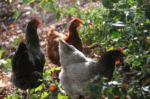 La Bellevue, maison entiere in Henouville