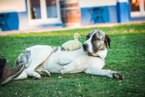 Monte do Lago, Pegões