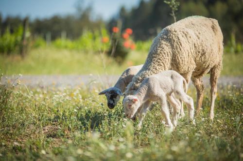 Monte do Lago, Pegões