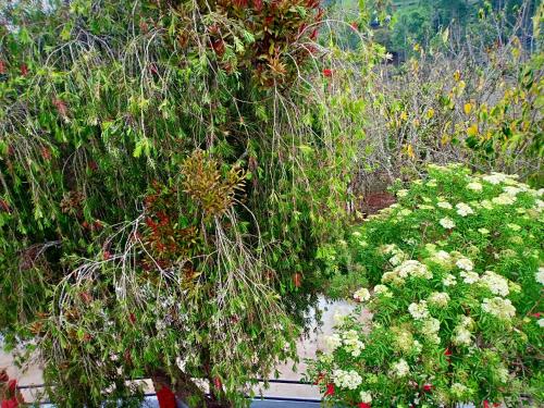 Silver Spruce Entire Nature Villa Kotagiri