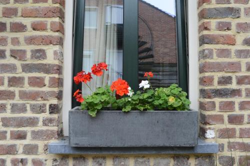 Vakantie Logies de Kleine Motte - image 2