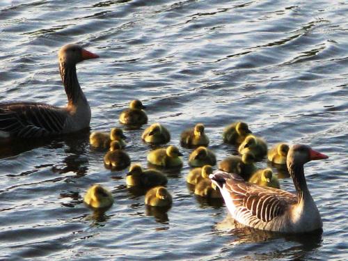  Ferienpark Vislust Haus Antje 2 Niederlande Ijsselmeer in Wervershoof